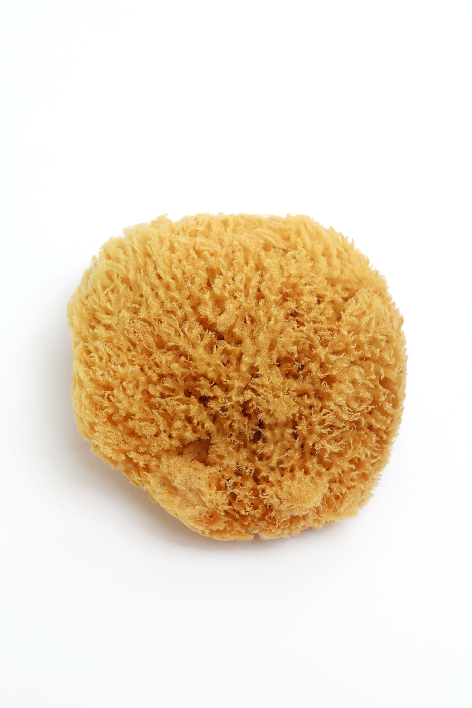 KARA Natural Sea Sponge – Soft Exfoliating Body Sponge – Alethia Skin