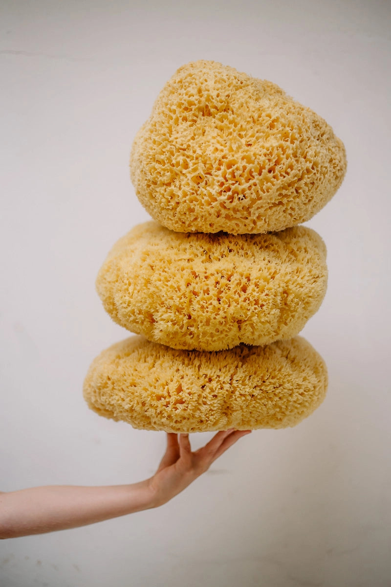KARA Natural Sea Sponge – Soft Exfoliating Body Sponge – Alethia Skin